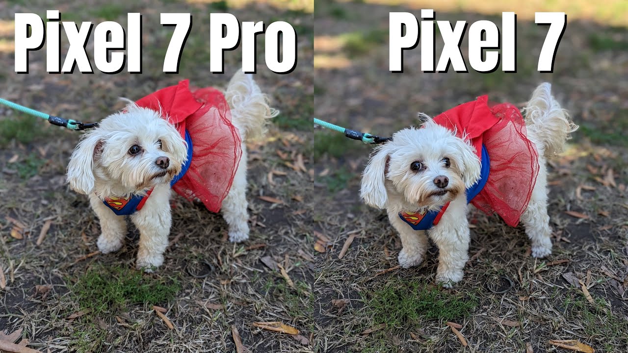 Pixel 7 Pro vs Pixel 7 Camera Comparison / Which one is right for you?