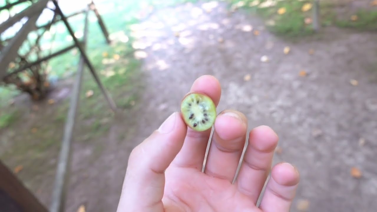 Mini Kiwi jak rośnie w Polsce.