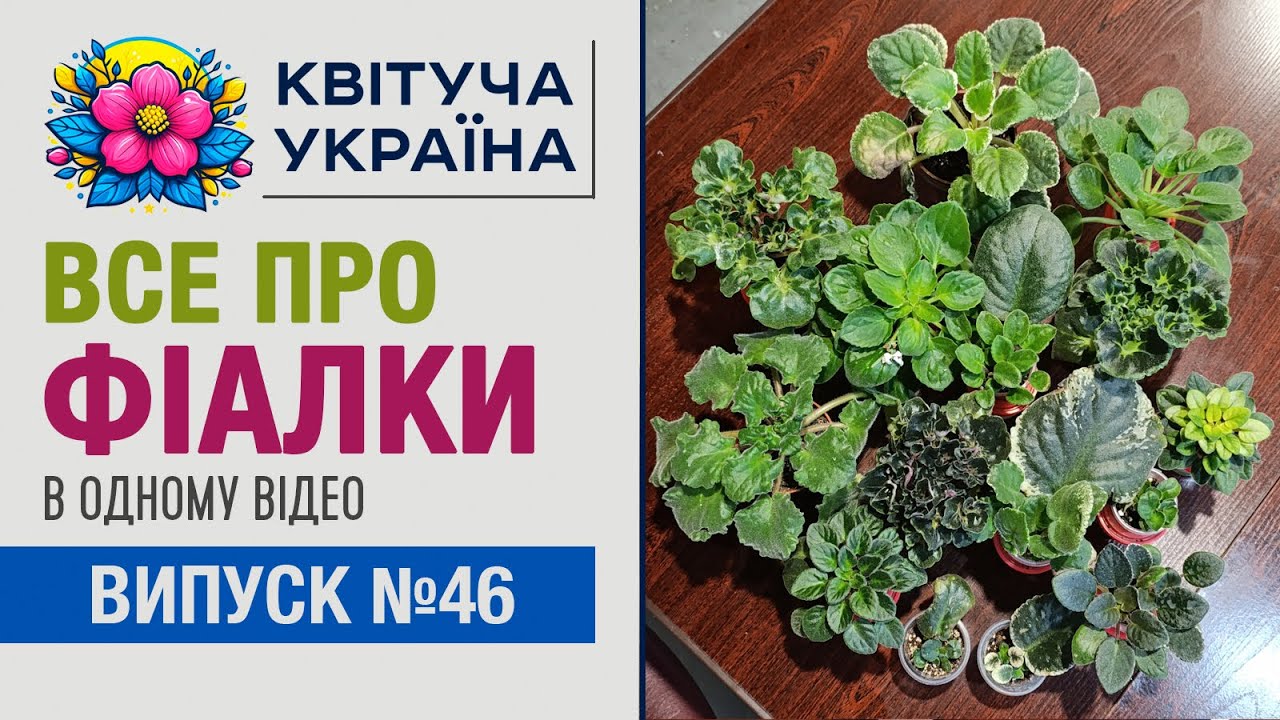 Кімнатні рослини. ФІАЛКИ: догляд. Все про рослину в одному відео.