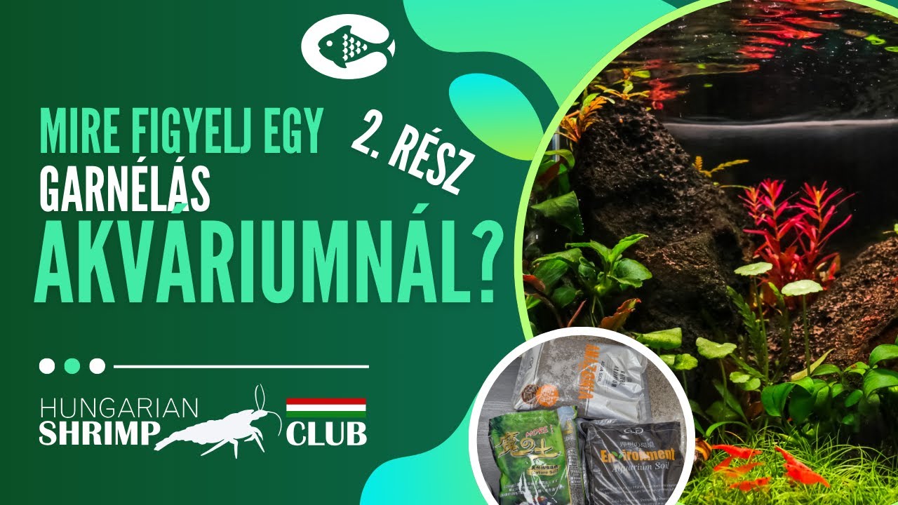 Garnélatartás alapjai – Csapvizes és lágyvizes akvárium összeállítása #akvarium #garnéla #aqaurium