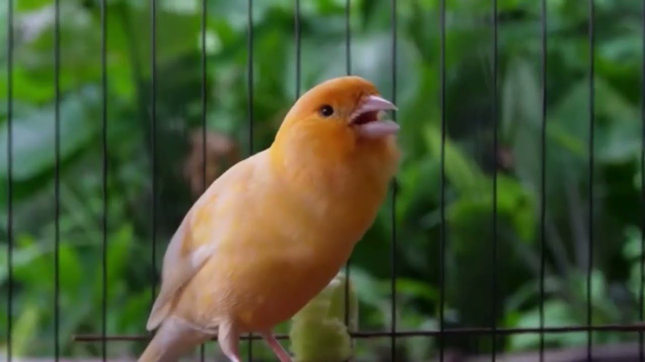 Belgian Canary Training – Listen and Watch the Magic