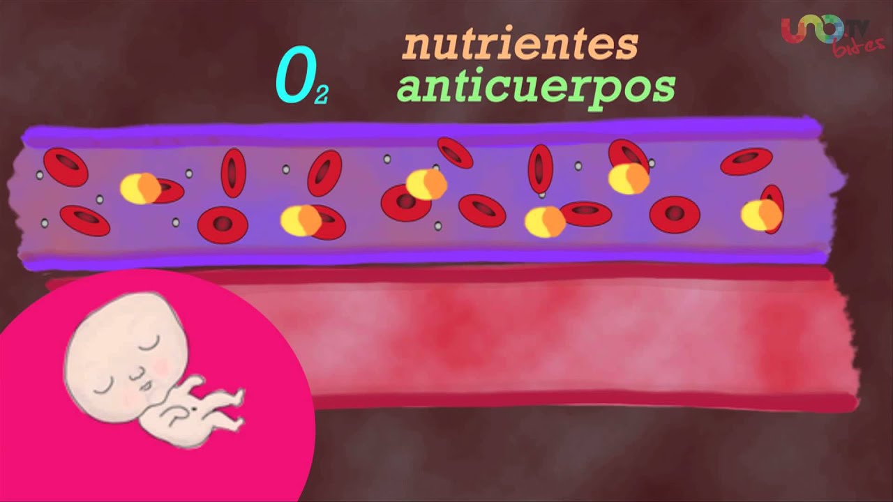 Cord&oacute;n umbilical
