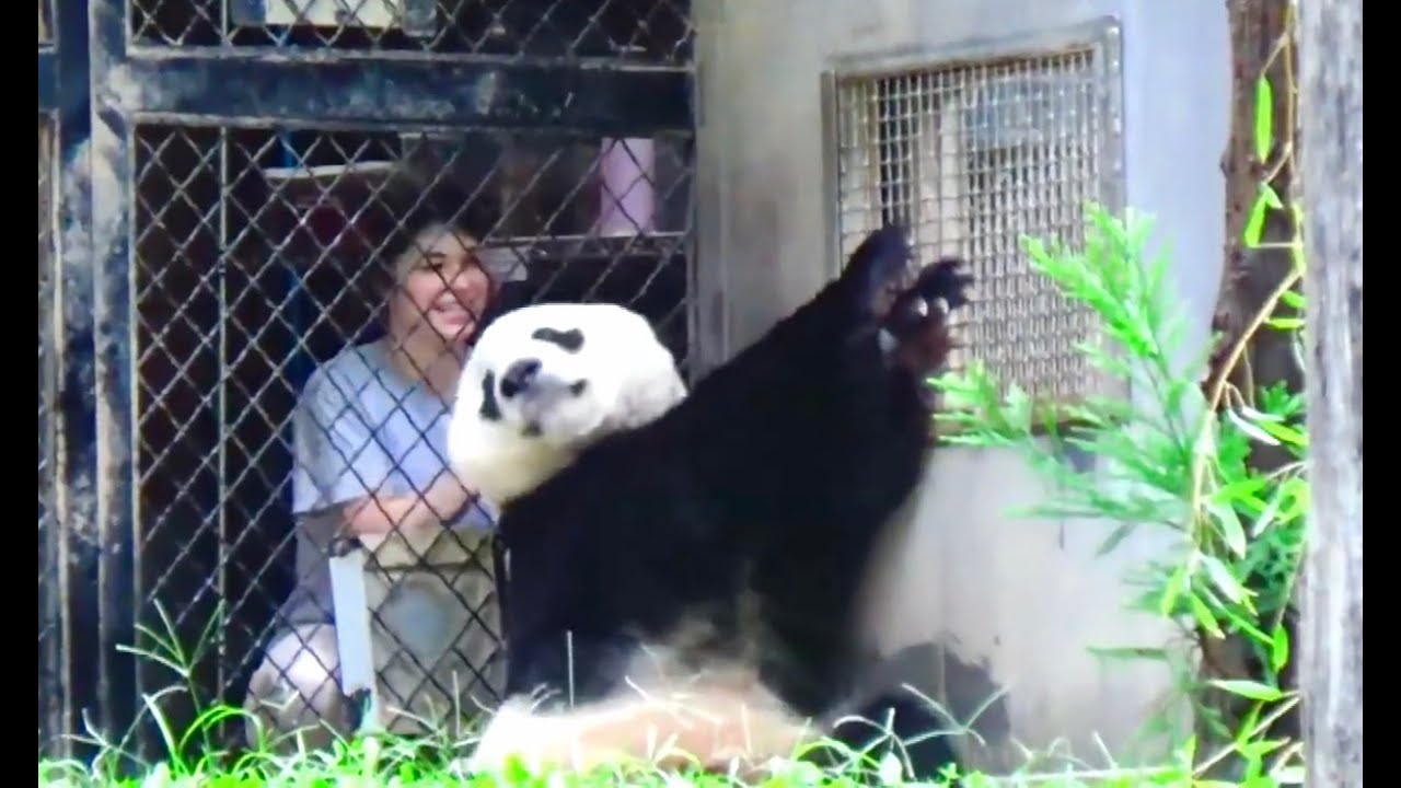 Cute Bei Bei & Keeper Mariel has Cute Cubbie Play!!💁🏻‍♀️♥️🐼👑8/28/19