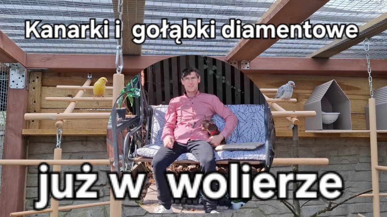 W Garden kuRaż * Woliera dla kanarków i gołąbków diamentowych już gotowa * Tulipany kwitną