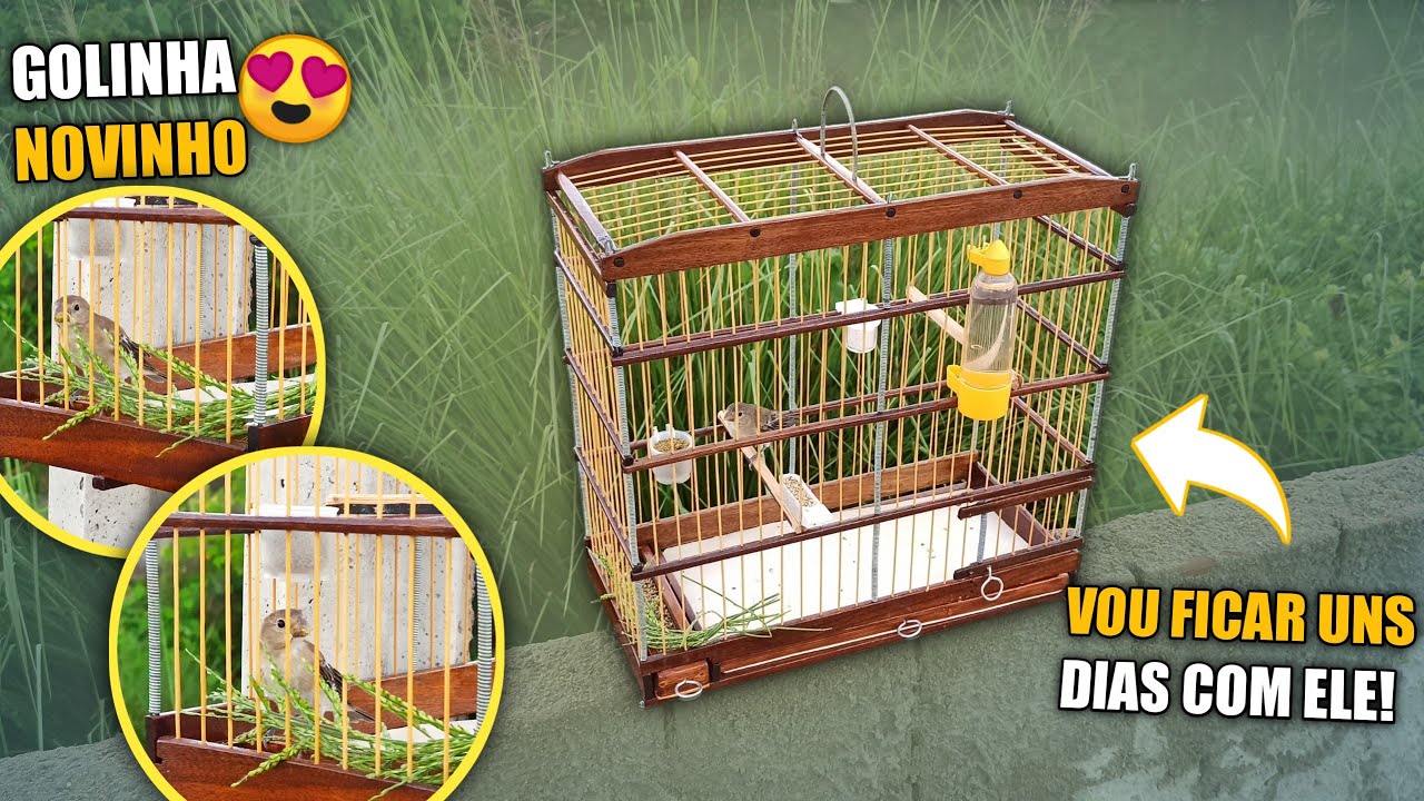 😍 Vou ficar UNS DIAS com esse ( GOLINHA ) | Será que CONSIGO FAZER ELE CANTAR ?