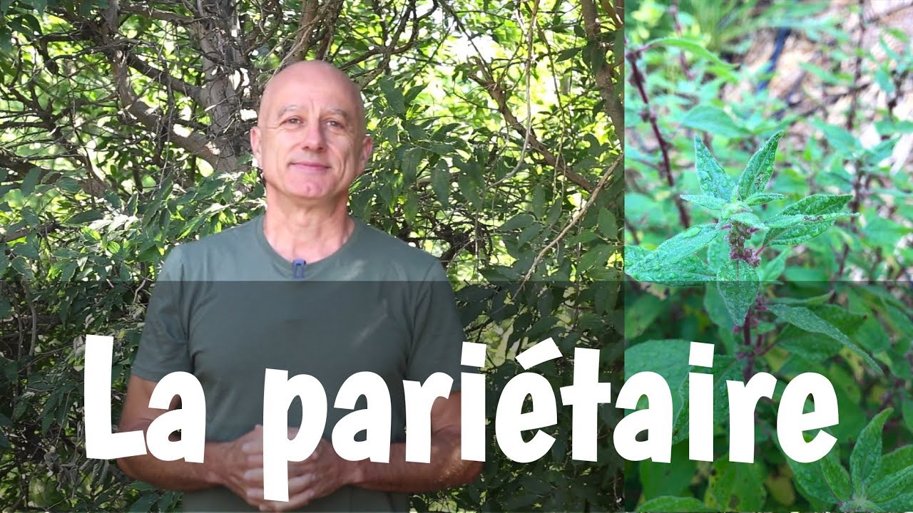La pariétaire