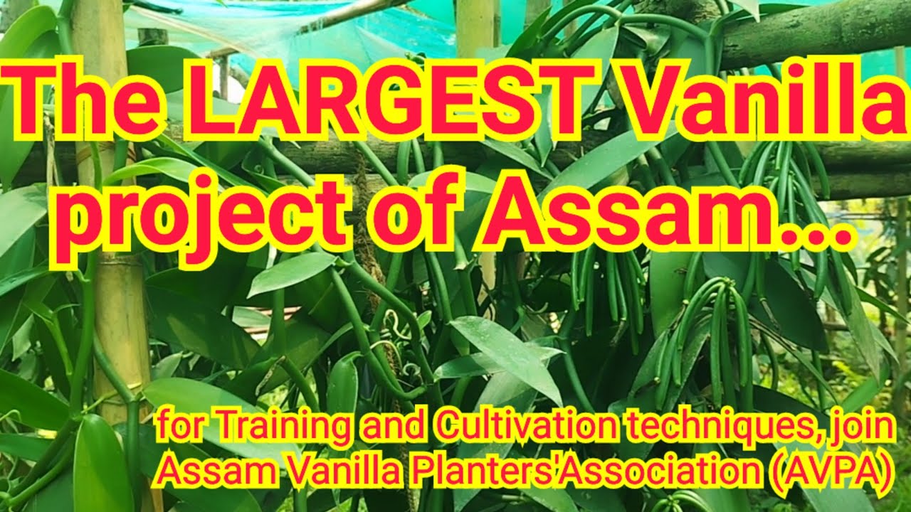 The largest VANILLA garden of Northeast.. Chirang District. 😲😲👍👍👍💯💯 Join AVPA contact: 9435320634.