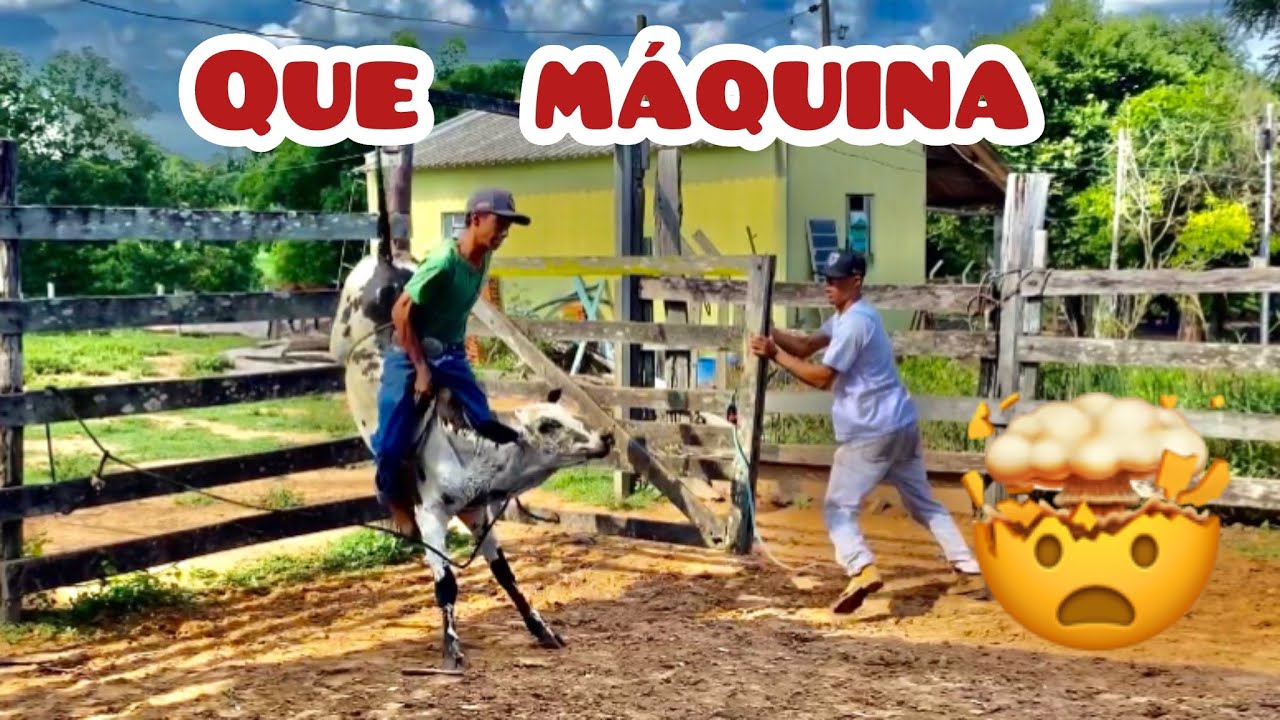 O meu Nelore pintado Gurdião pulou muito 🤠