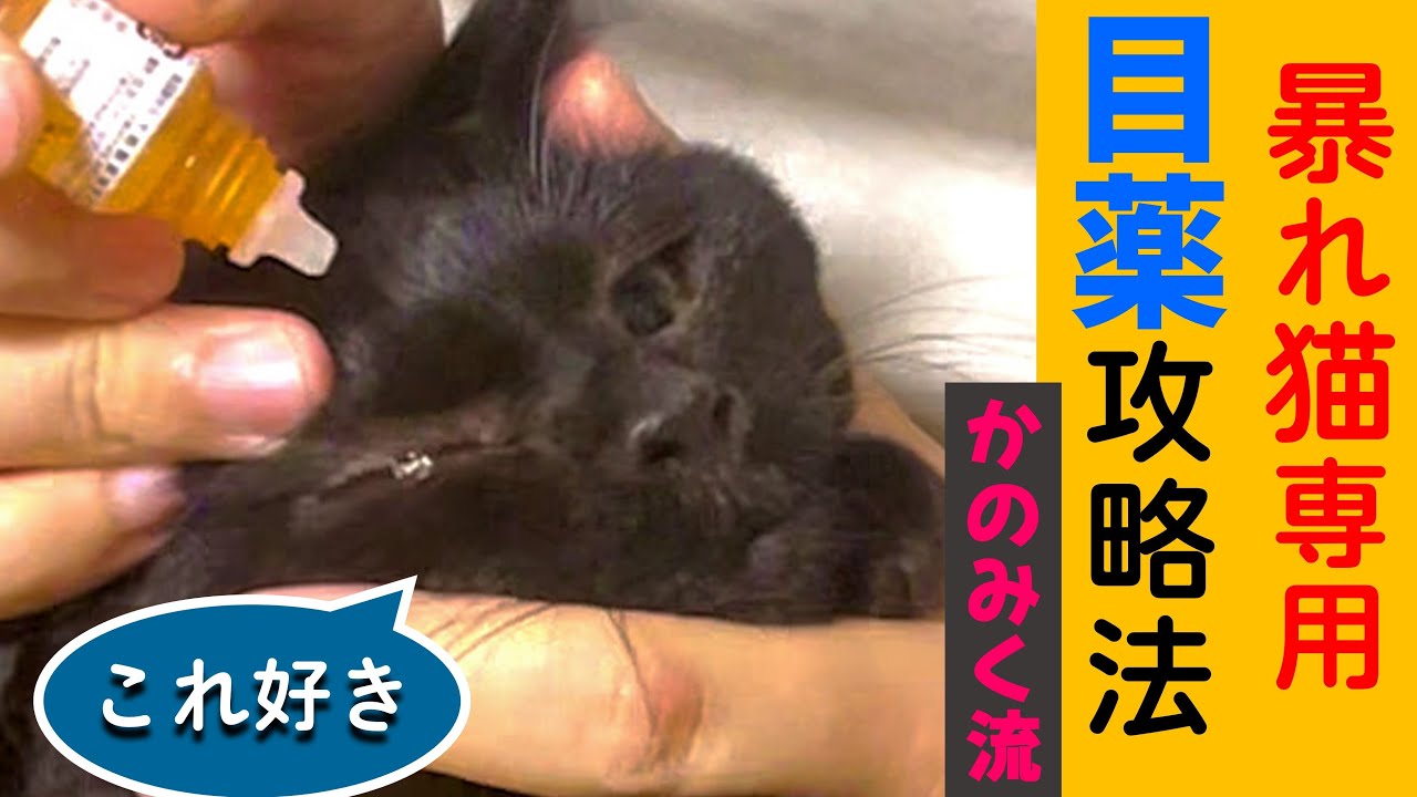 【猫の目薬】怖がる猫でも超・簡単＆かわいくできる目薬方法です！【獣医もおすすめ】