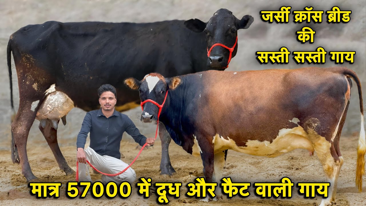 जर्सी क्रॉस ब्रीड की सस्ती सस्ती गाय👌57000 में ख़रीदो गाय,25 लीटर तक दूध👌Jersey Cross Breed Cows 