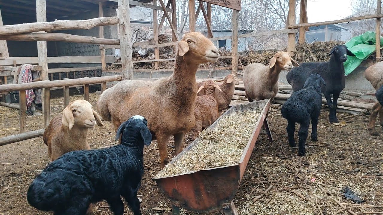 Relaxing Farm Sounds | Peaceful Rural Life
