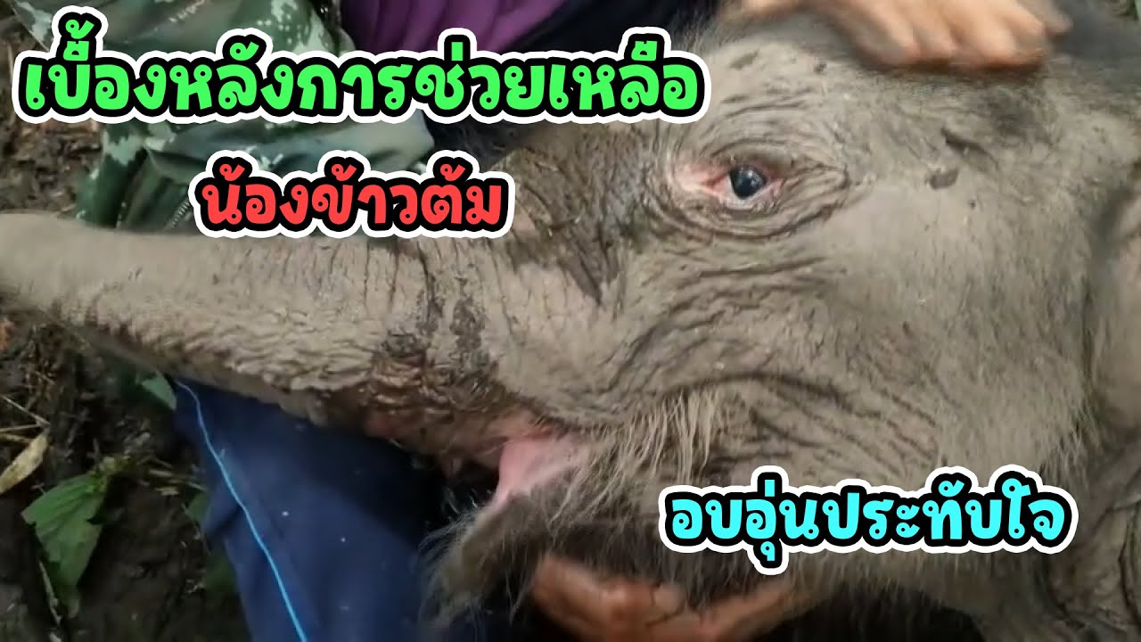 Исторический ролик! Као Том спасает жизнь потерявшемуся слонёнку, вызывая слёзы у всех пользовате...