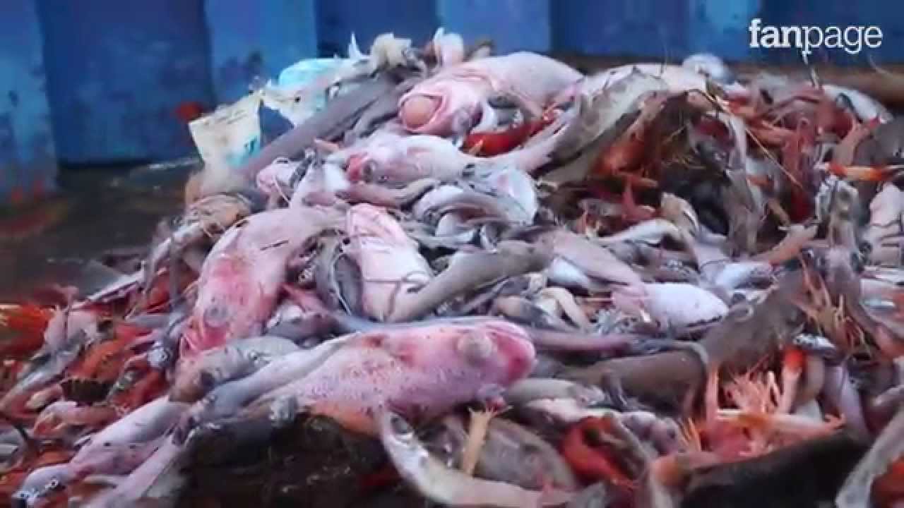 La pulizia dei fondali dei pescatori di Acciaroli