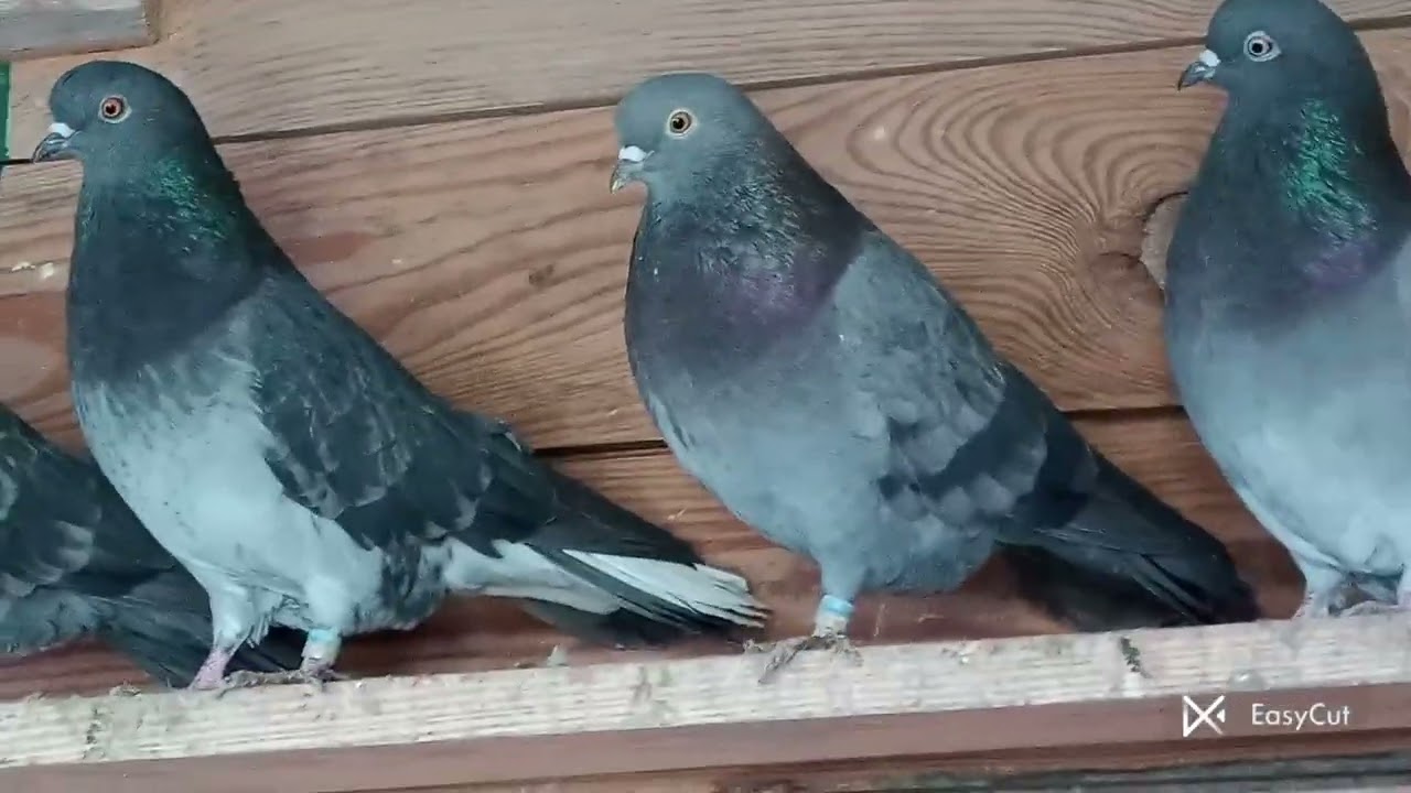 Миколаївські голуби (льотні голуби )розмова про гон голубів .