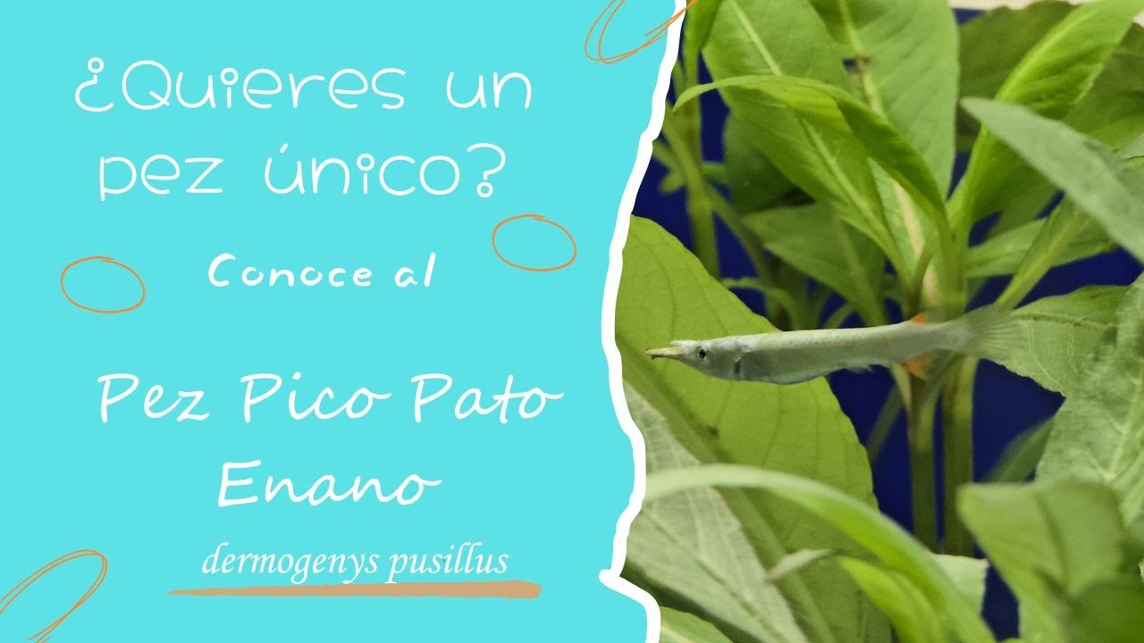 Pez Pico Pato Enano conoce un poco mas sobre el