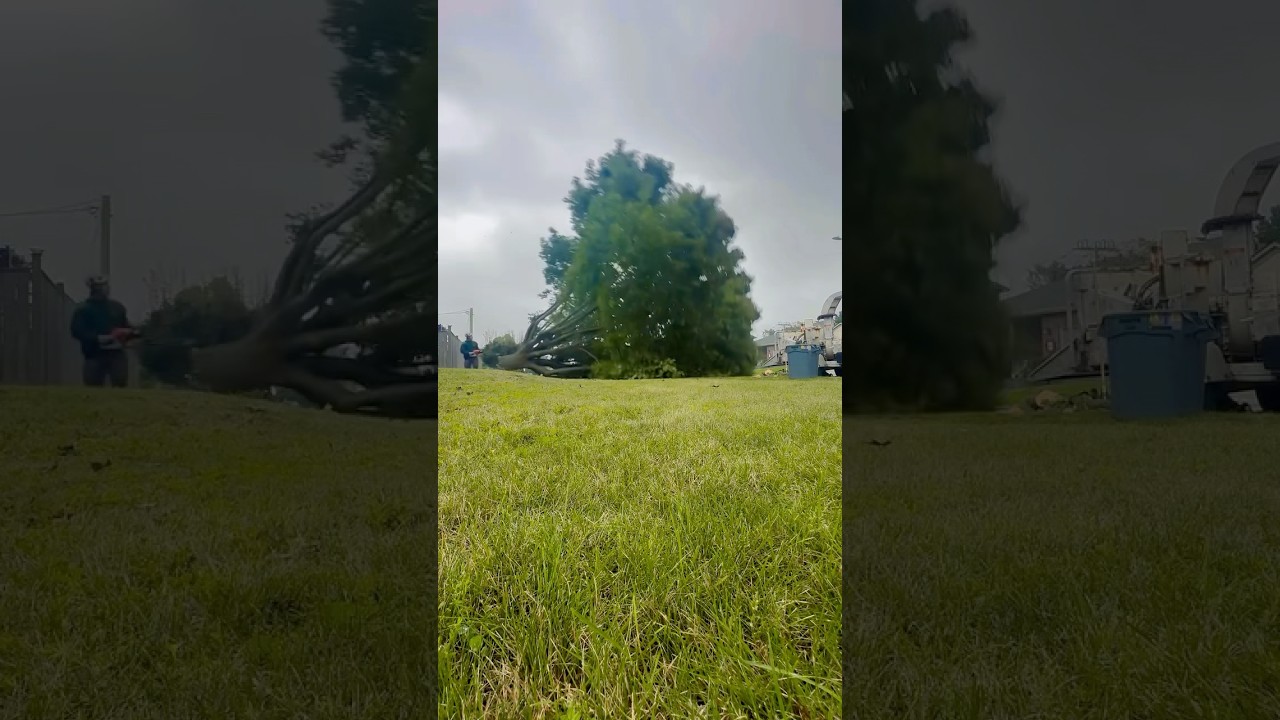 Norway Removal #treeservice #arborist #tree #trees #treeremoval #chainsaw #stihl #treebgone #fire
