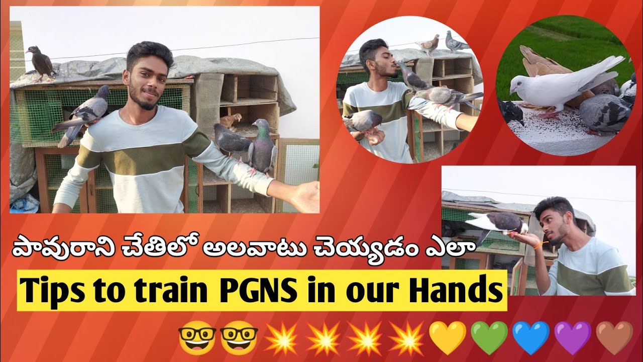 Training tips , how we can easily train PGN in our hand? #pgn #handtrainingpegions #training #pgnlvr