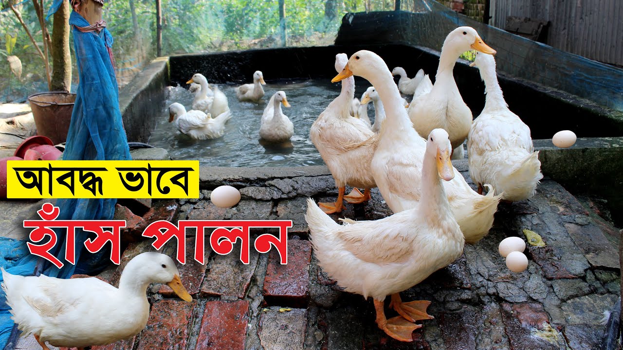 আবদ্ধ ভাবে বেইজিং জাতের হাঁস পালনে সফলতা | বেইজিং হাঁস কত দিনে ডিম দেয় | Beijing duck farming in bd