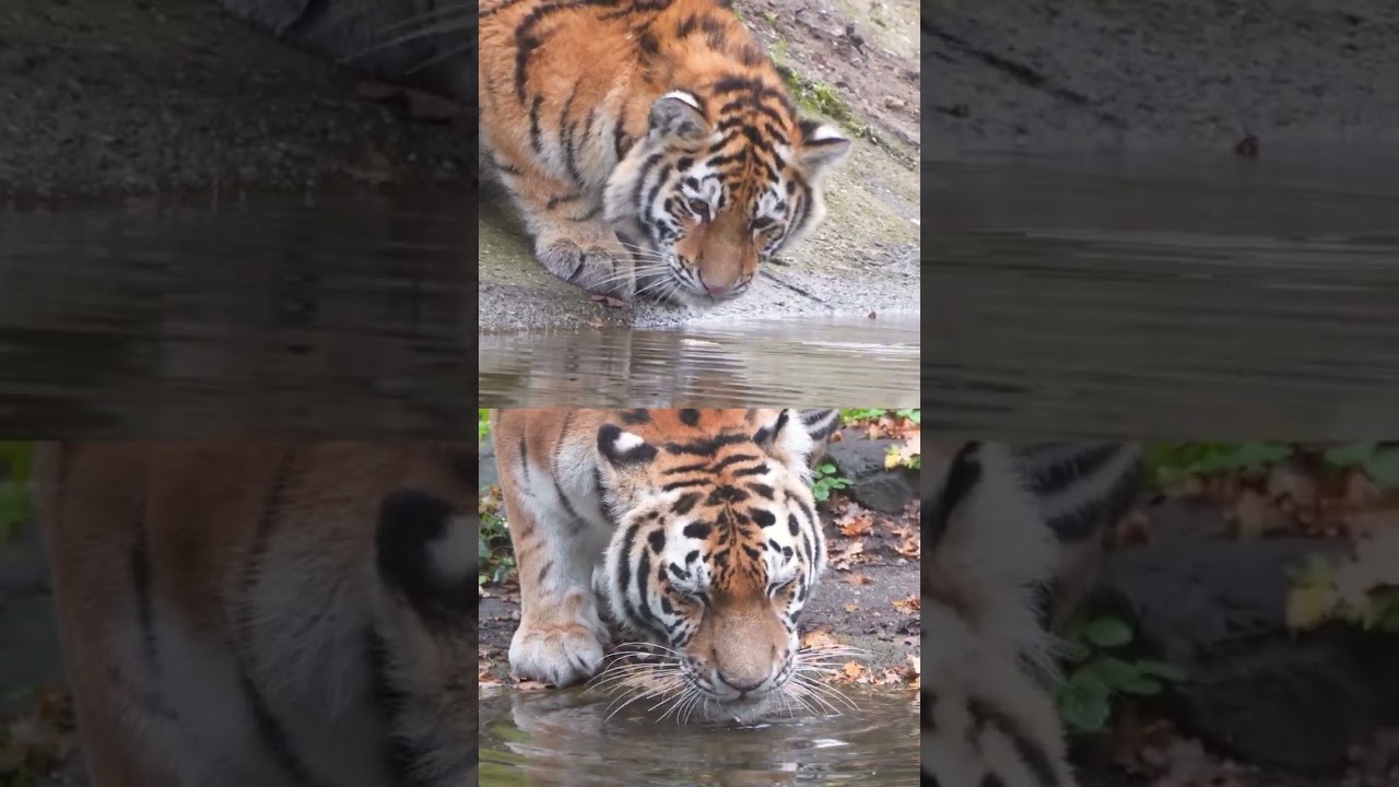 👅 ZO DRINKT EEN TIJGER | Tijgerjongen in Ouwehands Dierenpark