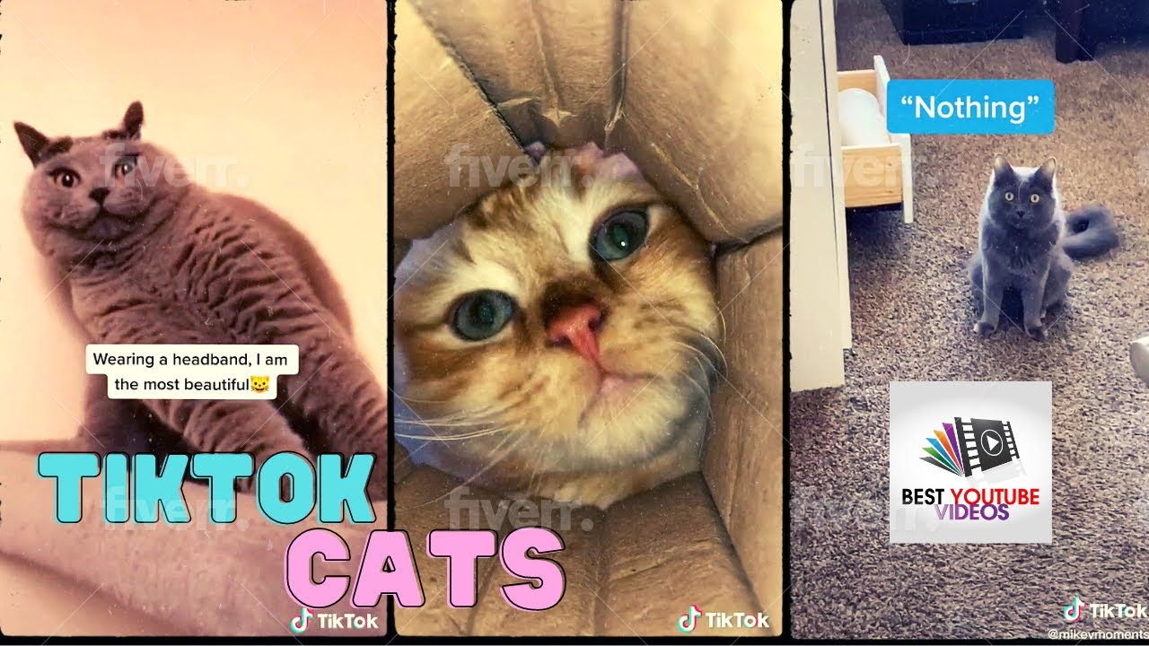 Funny TikTok Cats Compilation 2021 | Best Youtube Videos