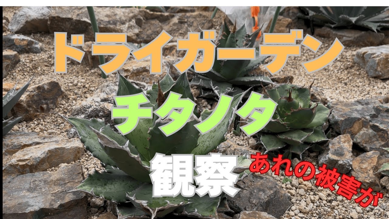 【チタノタ観察】ドライガーデンのビニールトンネル内の現在の様子！