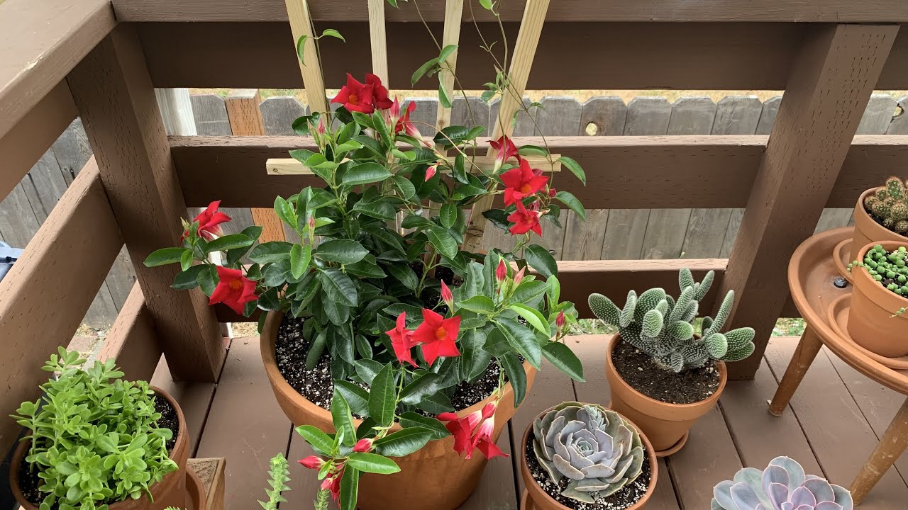 Base de madera para planta trepadora // Suculentas Y Cactus 🌵// Mandevilla @LaCocinadeDIMIJ5