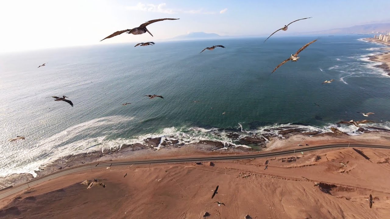 Surfing Brown Powder in Antofagasta - Chile