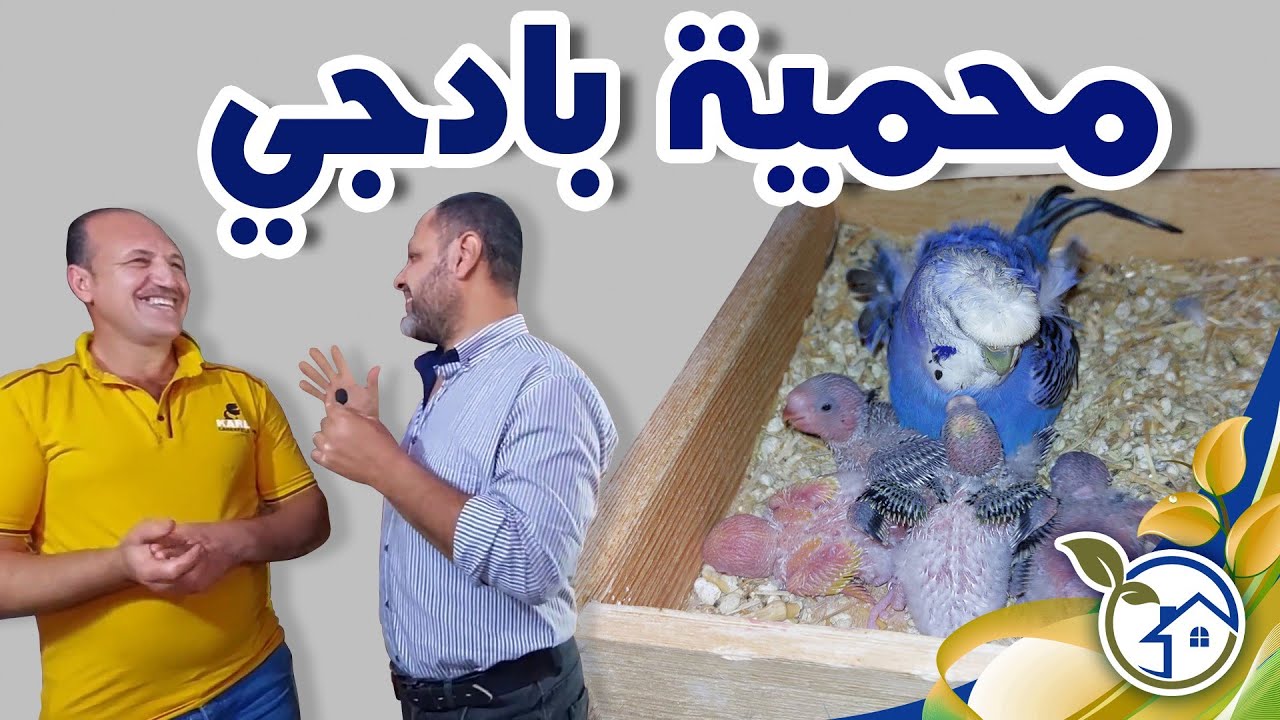 اكبر محمية بادجى وفقس صيصان انواعها المختلفة