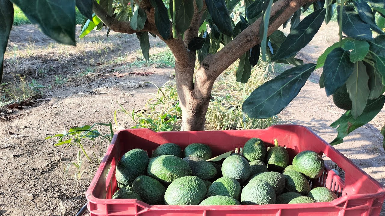 Producción de aguacate variedad Mendez segundo año, primera cosecha y poda de producción. Parte 2