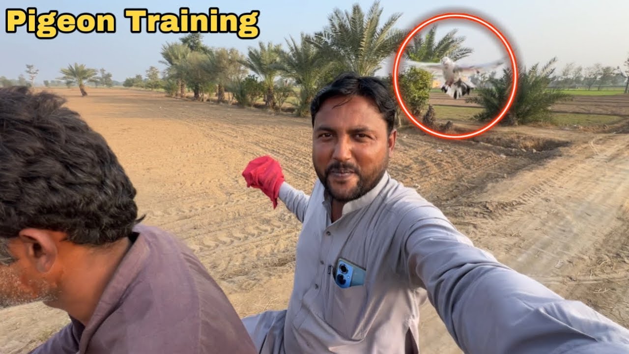 Kabootar Ki Motorcycle Ke Sath Kamyab Training