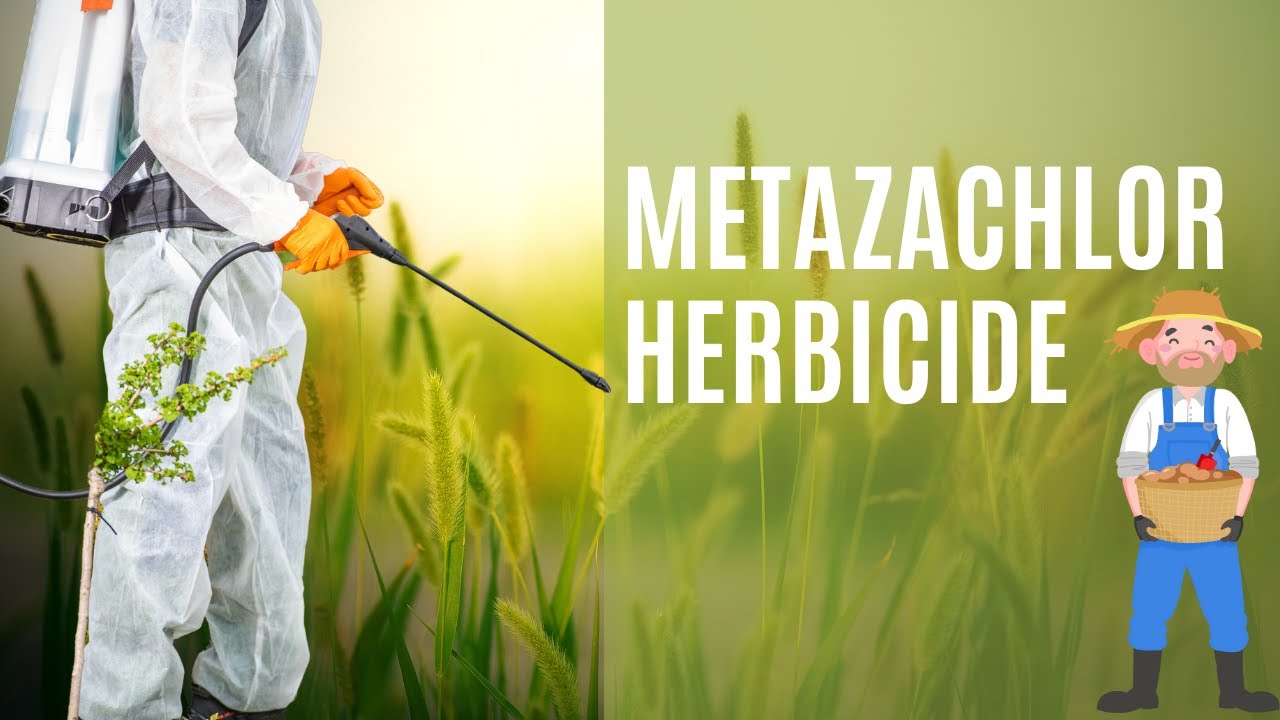 Metazachlor Herbicide Chemistry, Formulation, and Applications in Crop Weed Management
