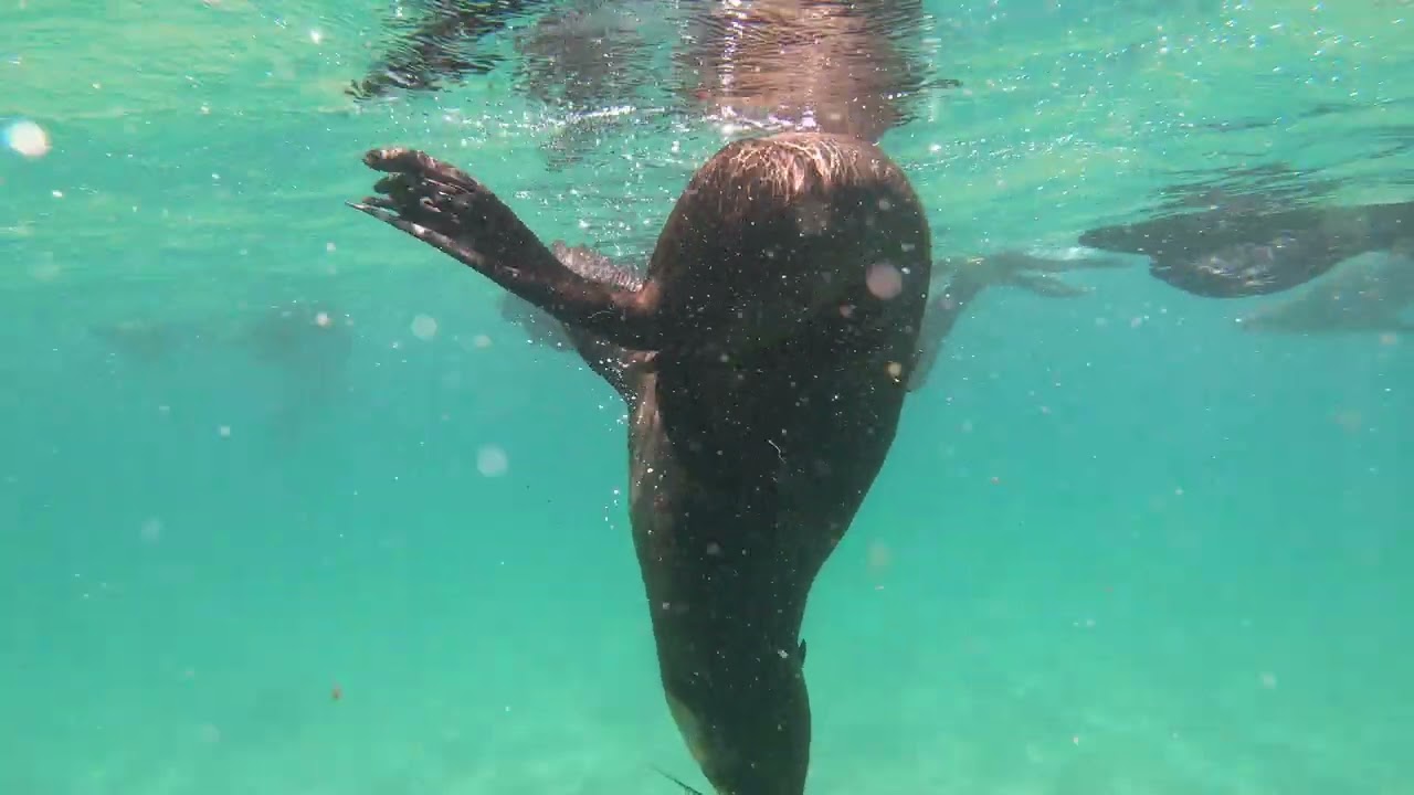 17. Fóka úszás GoPro,