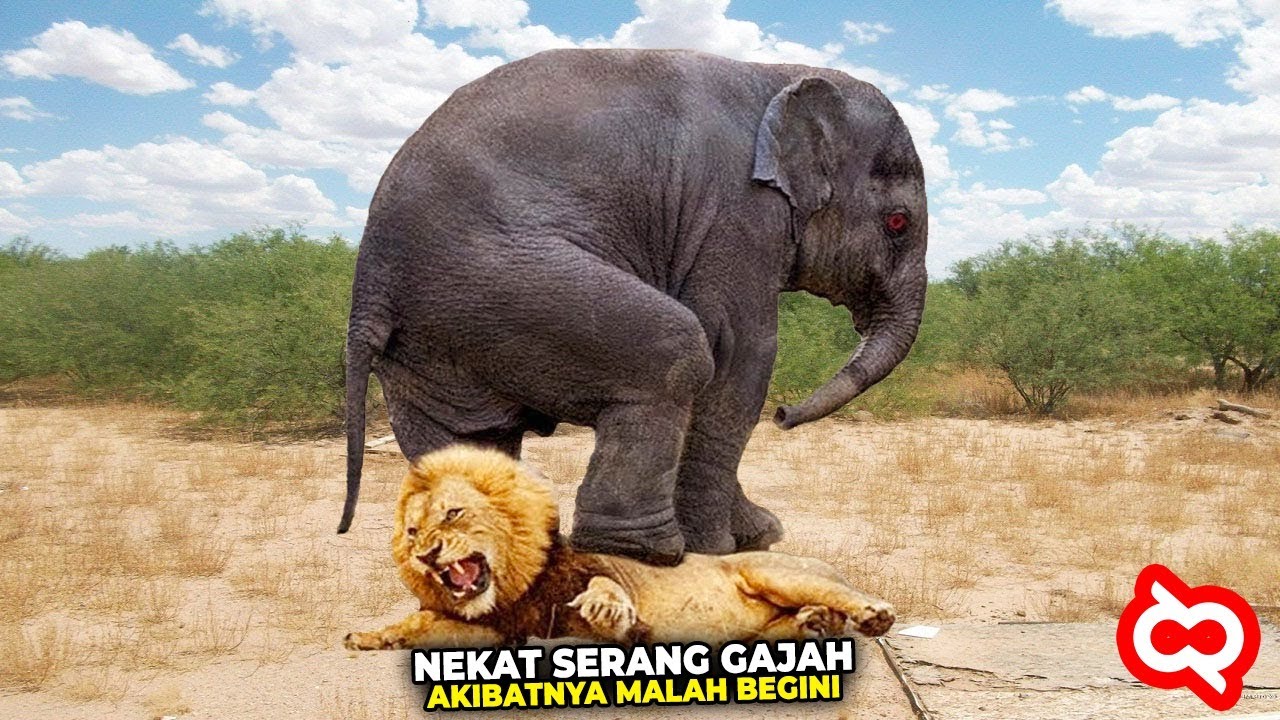 Ketika Hewan Predator Salah Pilih Lawan! Berniat Memangsa Malah Begini Nasibnya&hellip;