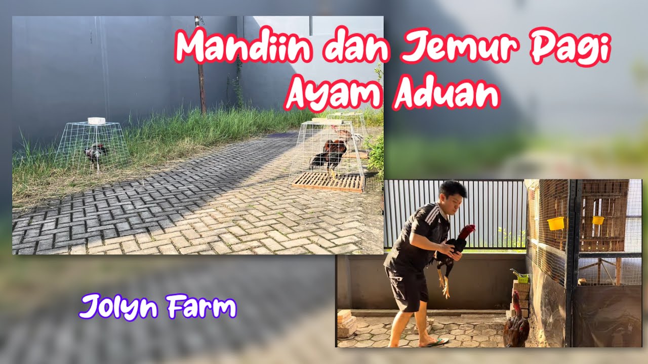 Update Ayam Pejantan Siapan di Jolyn Farm kandang Skala Rumahan 