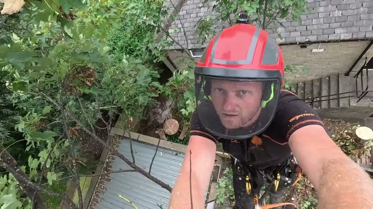 Urban Forestry - Sycamore Dismantle