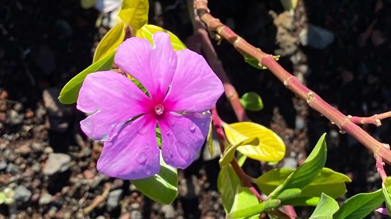 N*293 El Hierro - Ecomuseo de Guinea