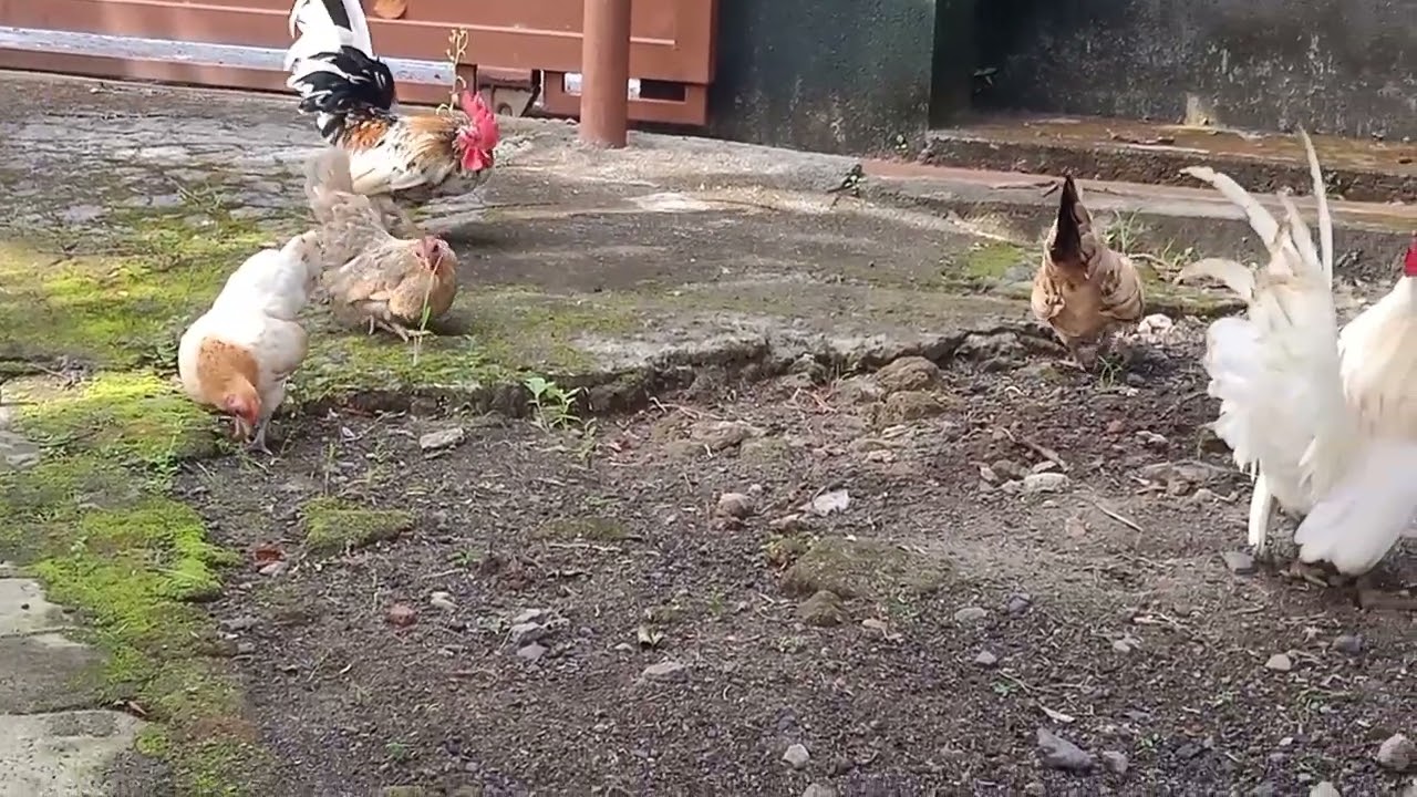 My bantam chicken play together on sunny morning : rooster, hen, and chick