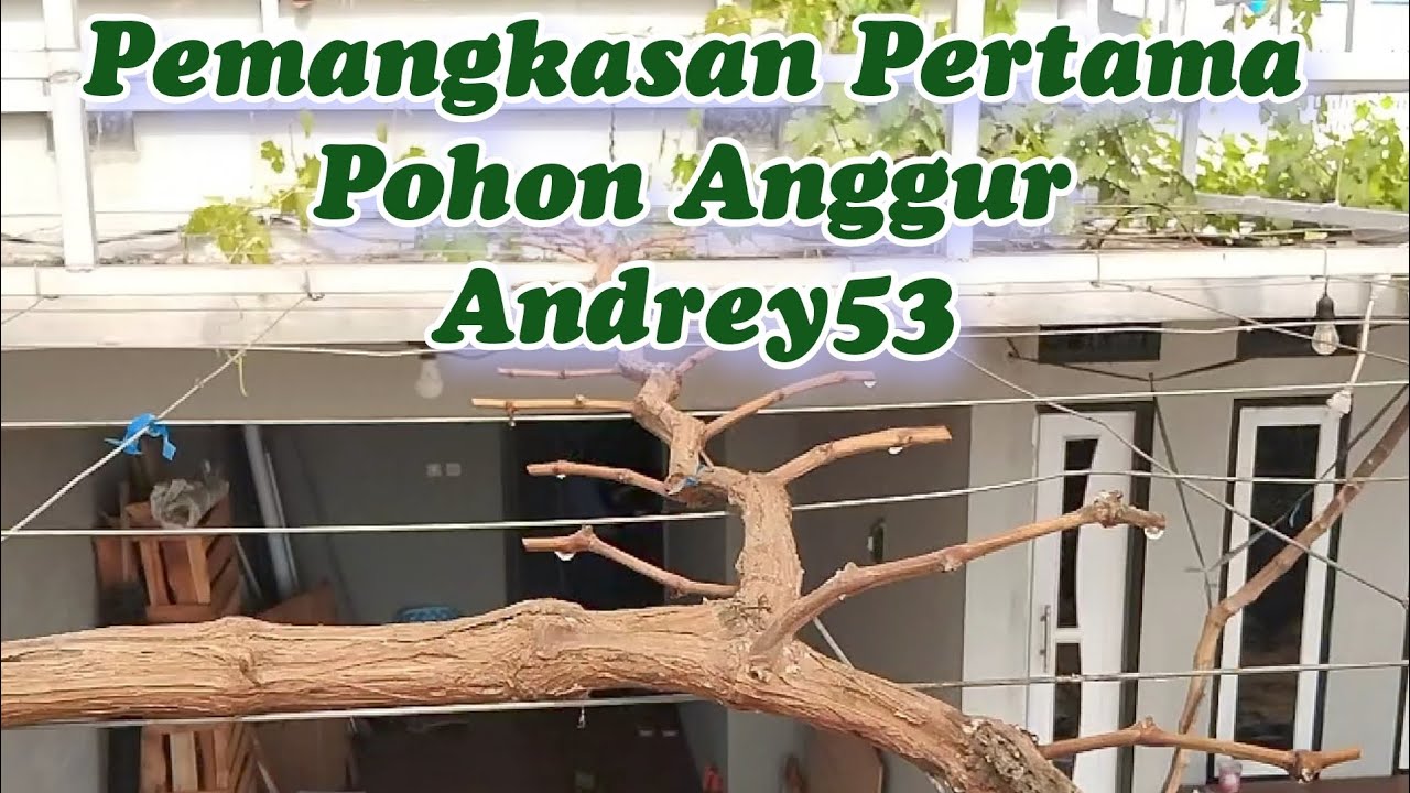Eps 44 - First Pruning of the Grape Tree Andrey53