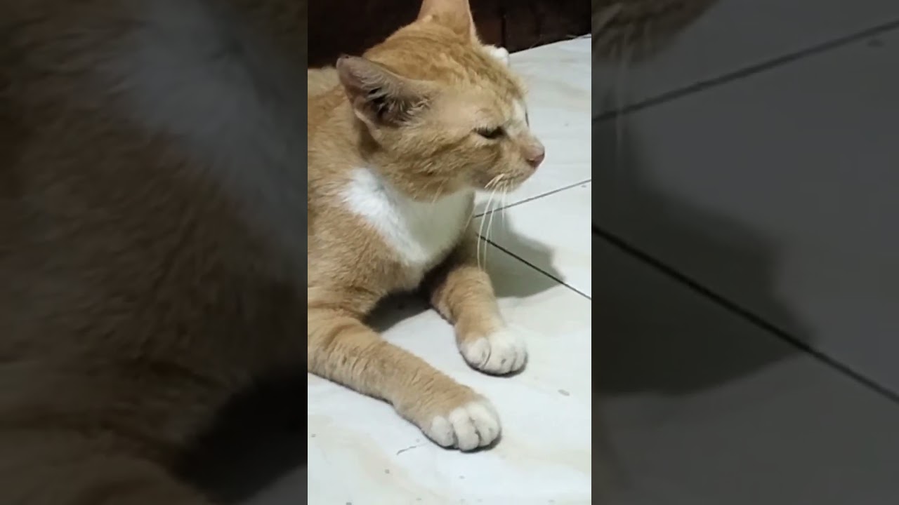 kucing merajuk 