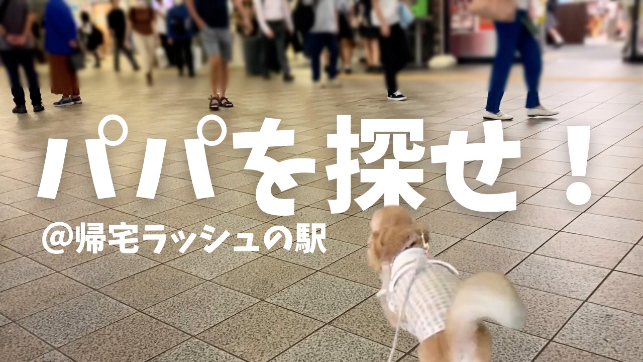 【検証】チワワは人混みで飼い主を見つけられるのか？｜串カツ田中に犬と行ってみた