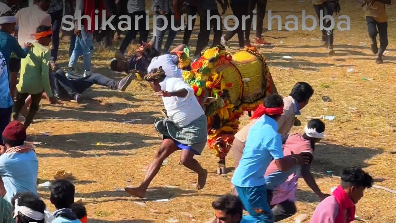 Shikaripur hori habba 🦬🥳👌..#bullrace 