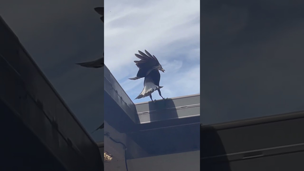Making friends with magpies #birds