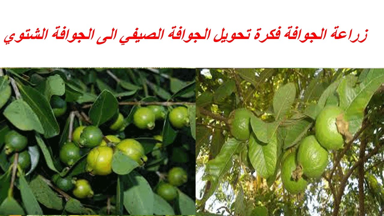 زراعة الجوافة فكرة تحويل الجوافة الصيفي الى الجوافة الشتوي