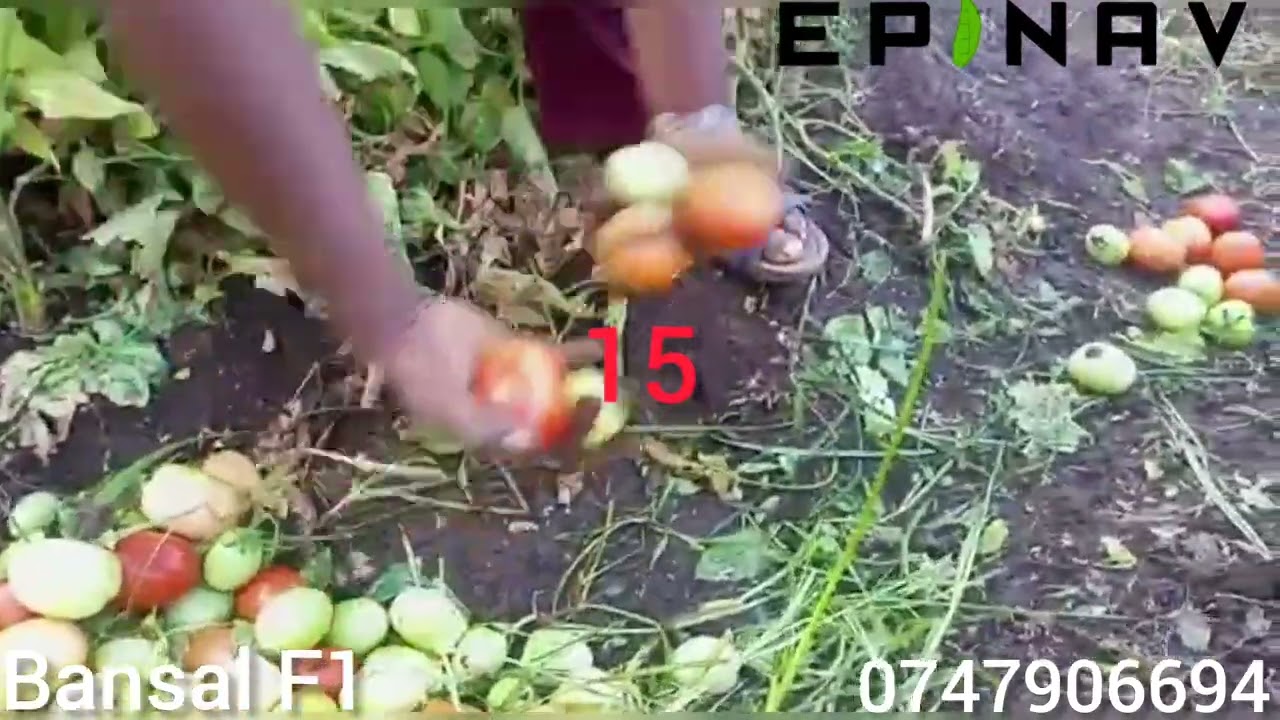 TAZAMA HADI MWISHO TUKIHESABU MCHE MMOJA YA #NYANYA YA #BANSAL_F1, #MATUNNDA NI ZAIDI YA 150.