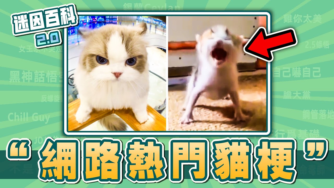 盤點近期熱門貓梗⚡⚡⚡！“將大局逆轉吧、我要吃飯、踩奶貓”是什麽迷因？【迷因百科】#將大局逆轉吧 #我要吃飯 #踩奶貓 #貓梗 #貓meme #meme #梗圖 #梗
