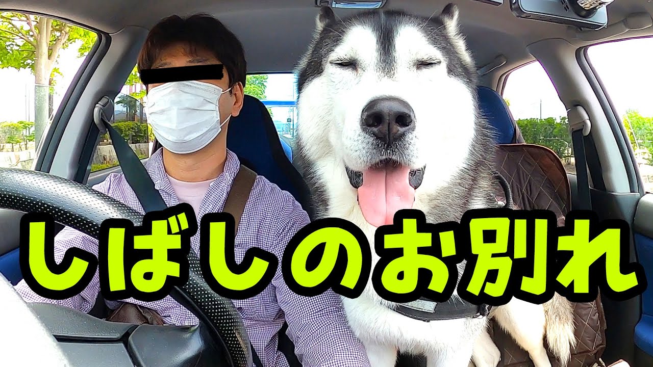 まるで家出したような寂しそうな顔つきで初めてのトリミング店に向かったが・・・　ハスキー犬と保護犬トイプードル