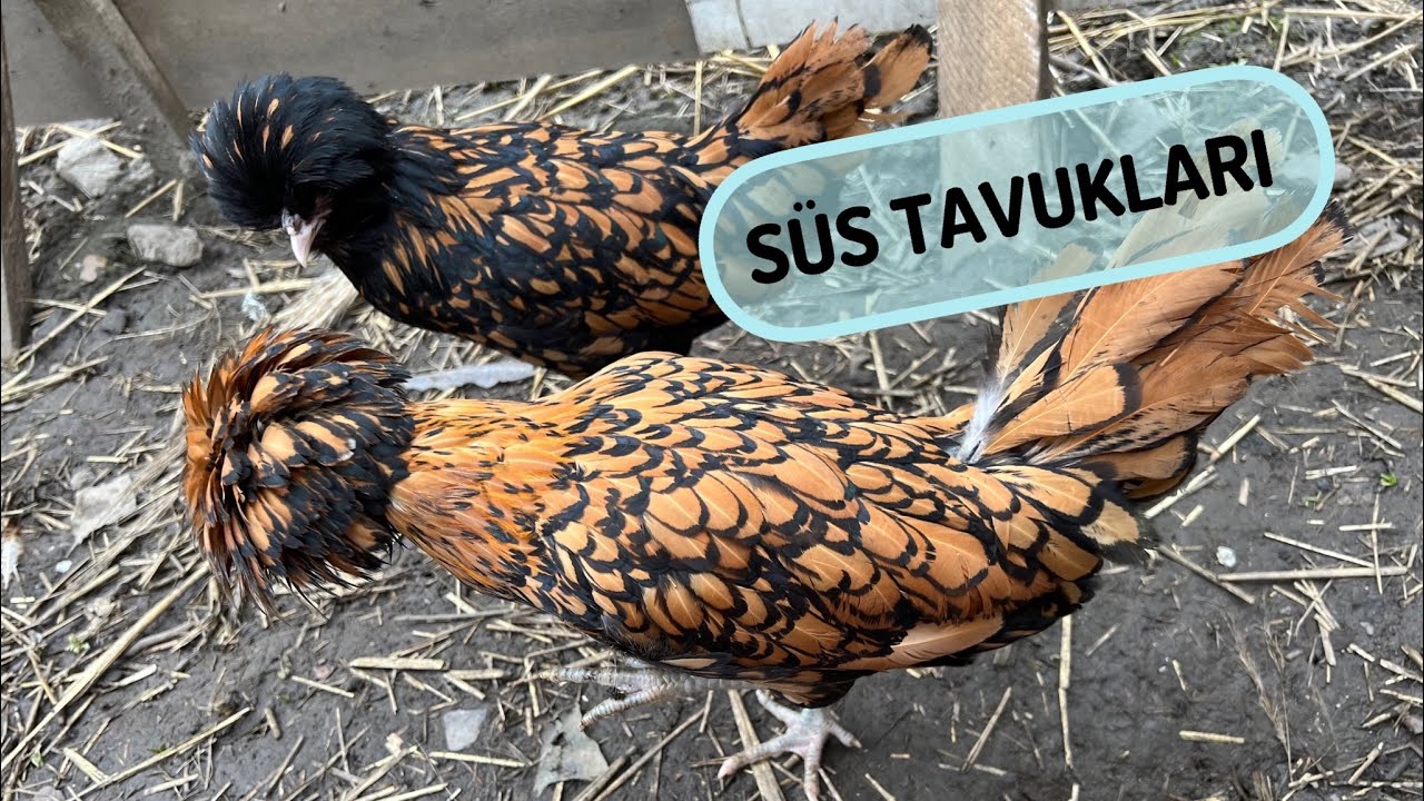 PAHALI SÜS TAVUKLARI | HABEŞ TAVUĞU | ARAUCANA | WYANDOTTE | PADUA | COUCOU | MAVİ YUMURTLUYOR‼️