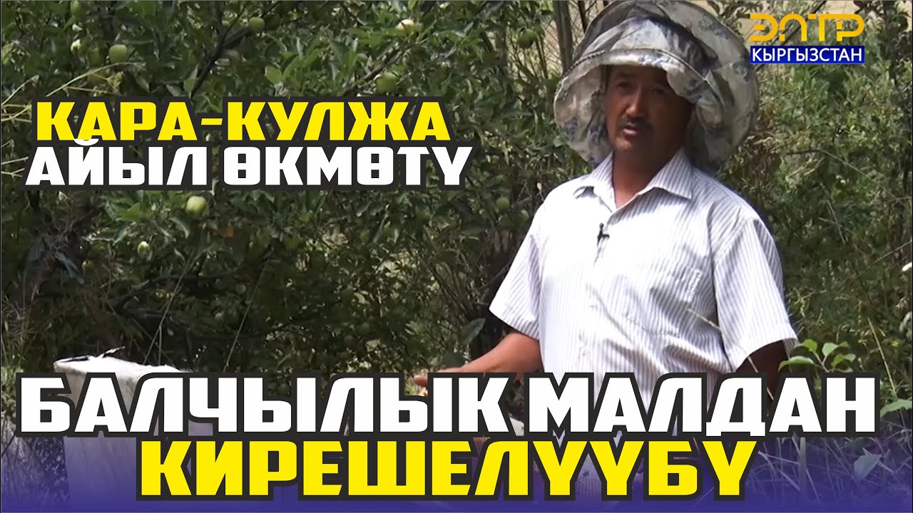 Балчылык малдан кирешелүүбү. Кара-Кулжа айыл өкмөтү