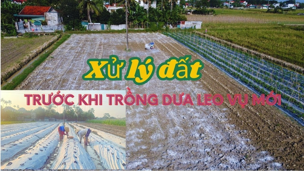 Xử lý đất trước khi trồng Dưa Leo vụ mới (làm đất, bón vôi , bón phân lót, hệ thống tưới, màng phủ).