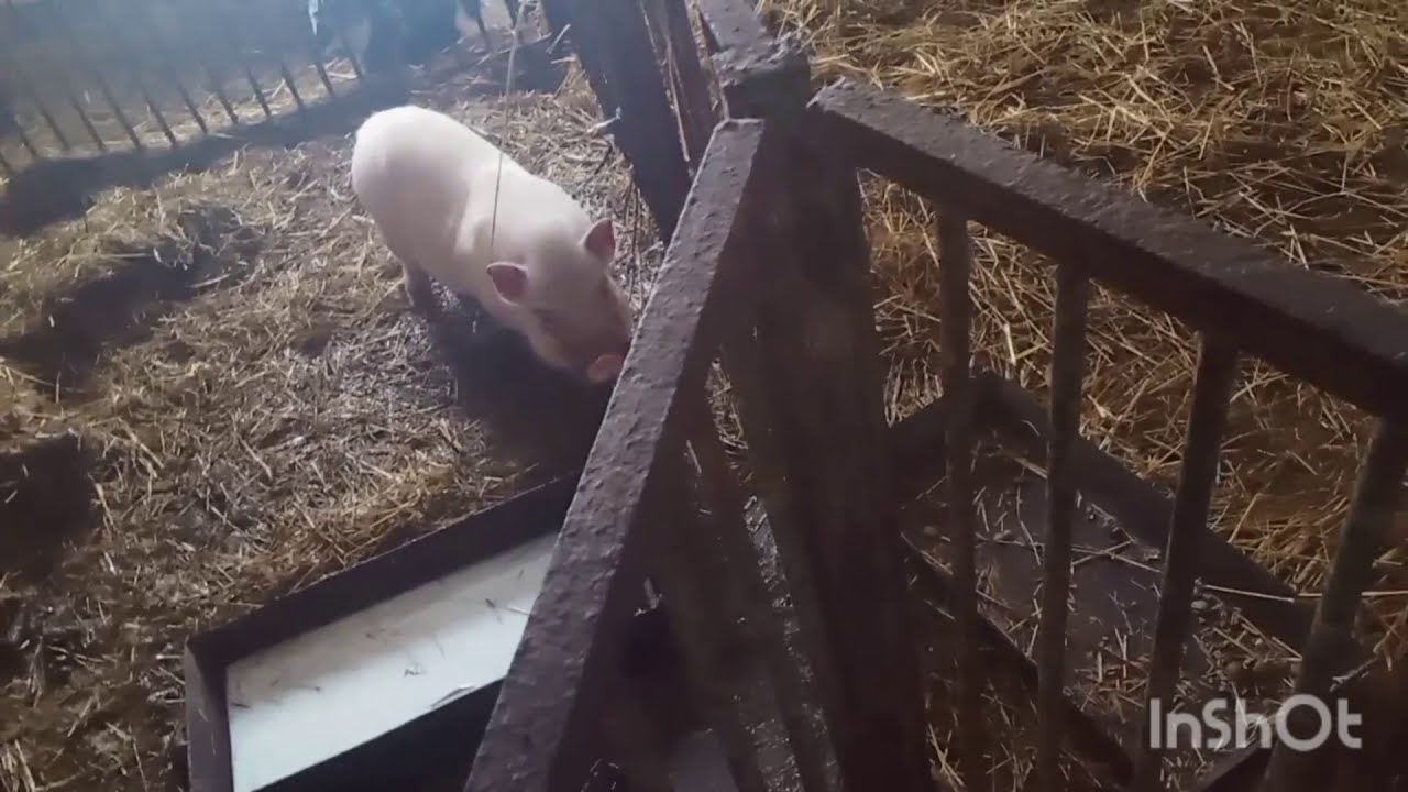 Co jedzą wietnamki - wszytko co trzeba wiedzieć